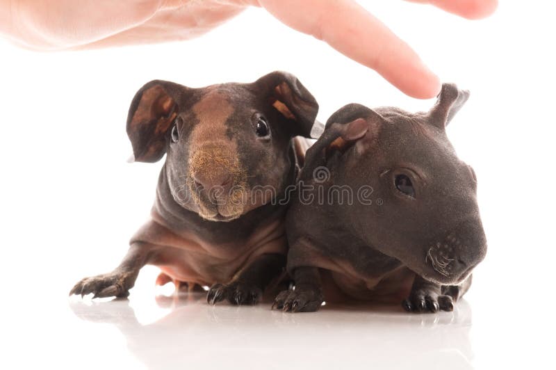 Skinny guinea pigs on white background