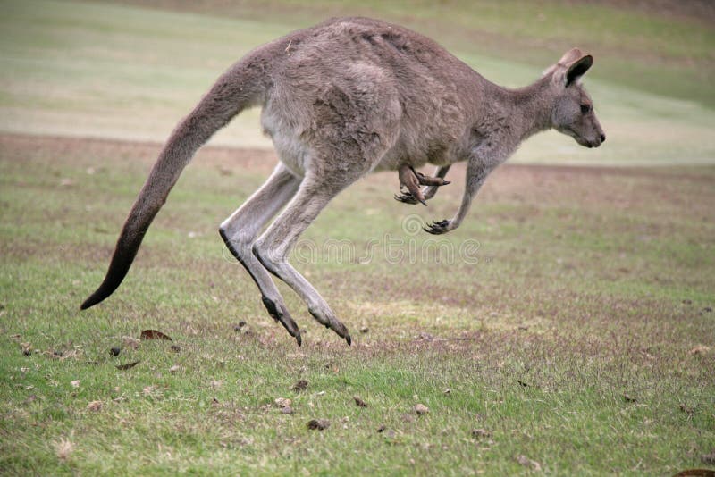 Kangaroo on the move on Angelsea Golf Course. Kangaroo on the move on Angelsea Golf Course