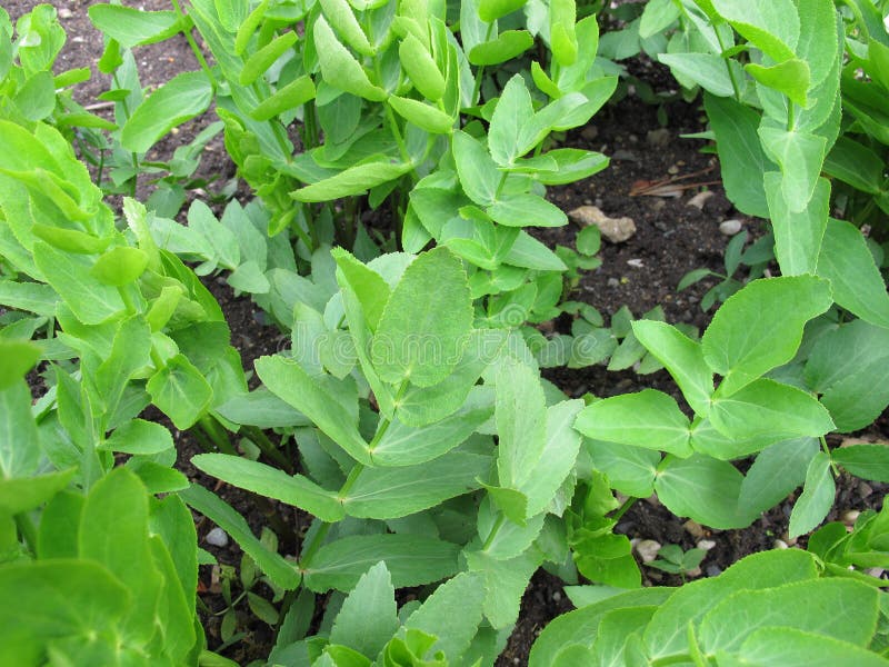 Skirret in orto immagini stock Skirret in orto immagini stock