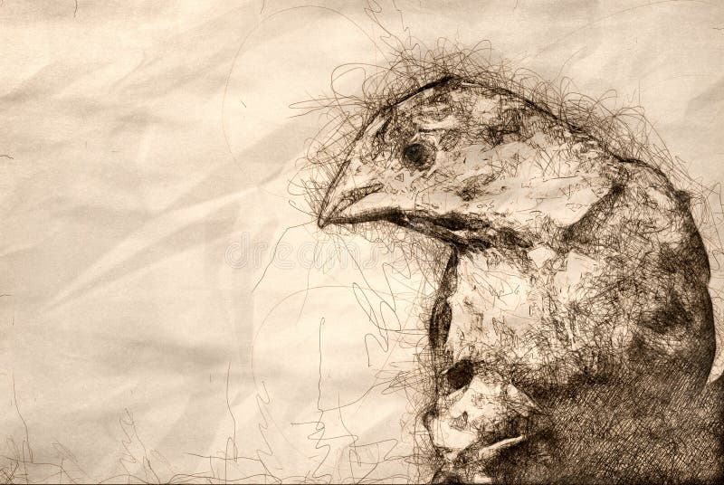 Skissa av ett manligt hus Finch Profile royaltyfri illustrationer Skissa av ett manligt hus Finch Profile royaltyfri illustrationer