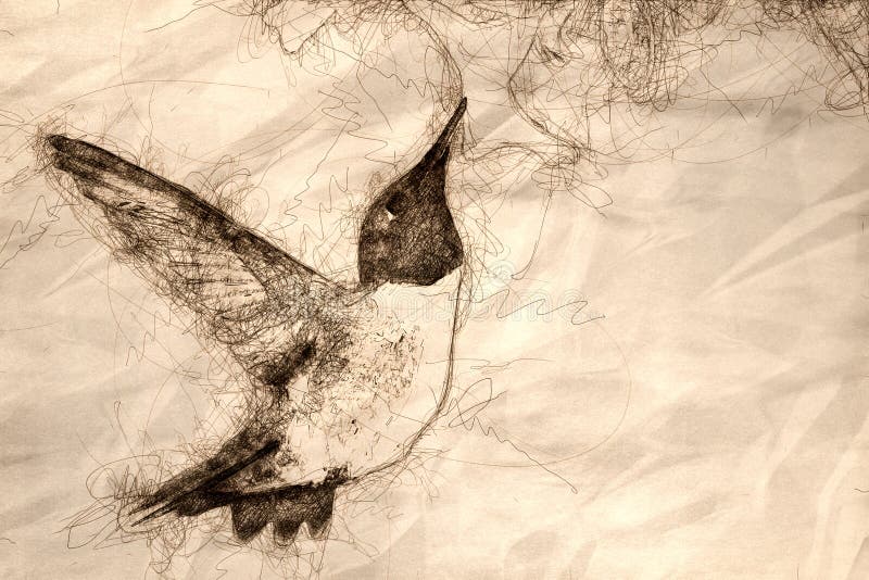 Skissa av svart-Chinnedkolibrin som söker för Nectar Among de vita blommorna stock illustrationer Skissa av svart-Chinnedkolibrin som söker för Nectar Among de vita blommorna stock illustrationer