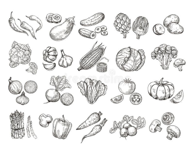 Skissa grönsaker Dragen trädgårds- grönsaksamling för tappning hand Vektor för lantbruk för champinjon för sallad för morotbrocco royaltyfri illustrationer