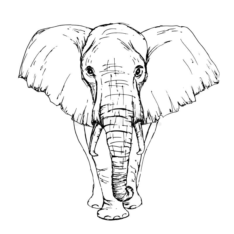 Skissa vid sikt för afrikansk elefant för penna främre
