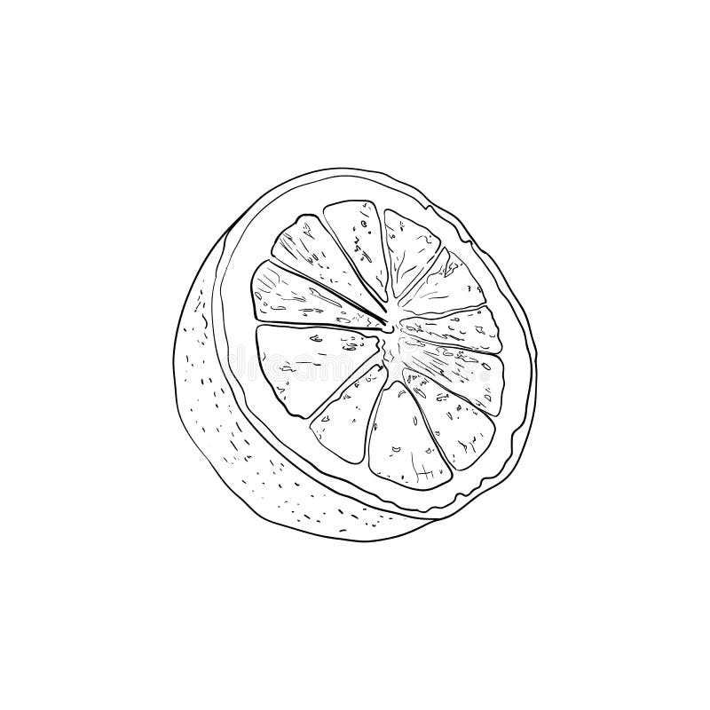 Skissar skisserar den halva citronen för vektorn, den svarta teckningen som isoleras på vit bakgrund, konturlinjer royaltyfri illustrationer