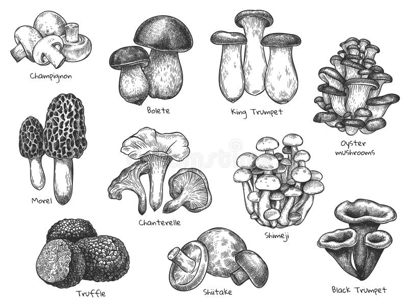 Skissera svampar. Handdragen, olika ätbara svampmyggor tryffel champignon black och king trumpet bolete svamp