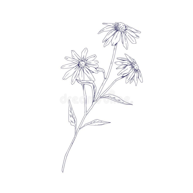 Skisserad echinacea-blomma. botanisk detaljerad ritning av kofflodar. Skiss av florväxter på frilevande fält. medicinalört stock illustrationer