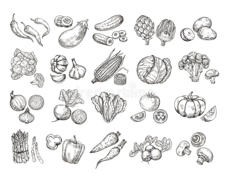 Skizzengemüse Garten-Gemüsesammlung der Weinlese Hand gezeichnete Karottenbrokkoli-Kartoffelsalatpilz, der Vektor bewirtschaftet