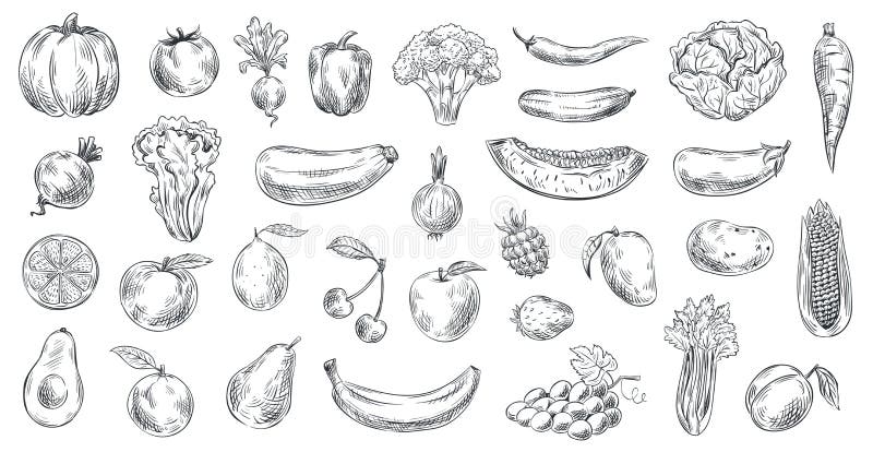Skizziertes Gemüse und Früchte Handgezogenes biologisches Lebensmittel, Gemüse- und Fruchtskizzenvektor-Illustrationssatz gravier