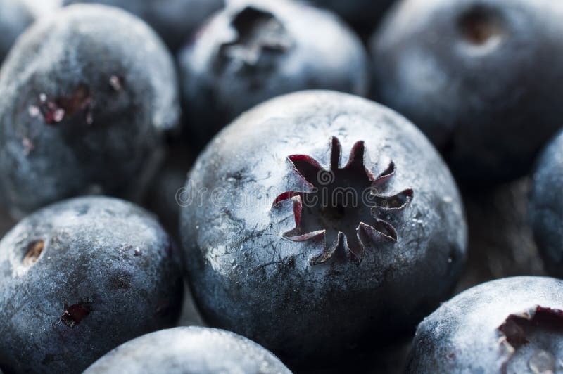 skjuten blåbärmakro royaltyfri fotografi skjuten blåbärmakro royaltyfri fotografi