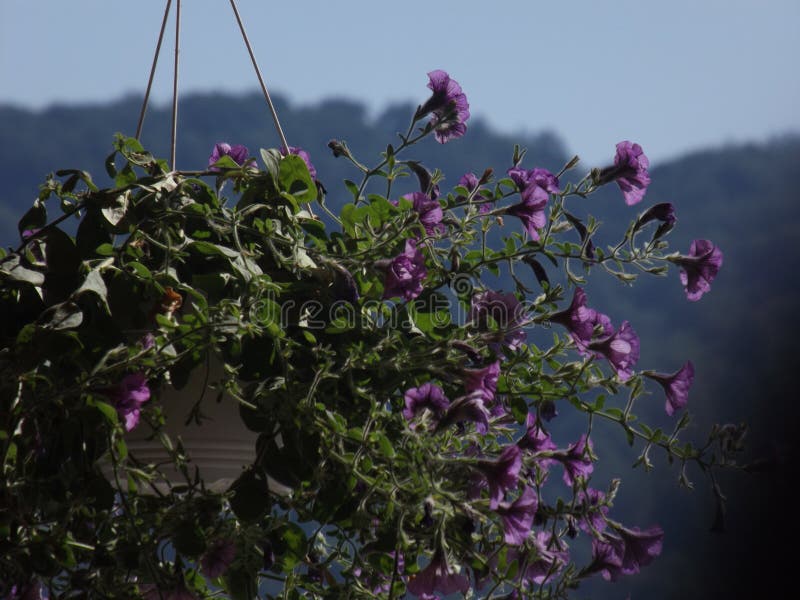 skjuten magi Blommor Berg royaltyfri foto skjuten magi Blommor Berg royaltyfri foto