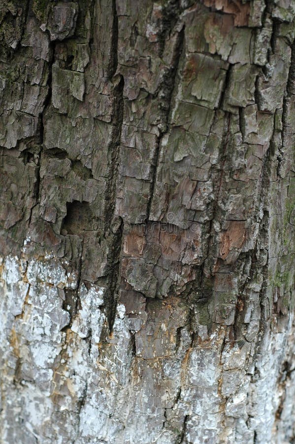 The tree bark, and the sun and rain, unique texture, useful background. The tree bark, and the sun and rain, unique texture, useful background