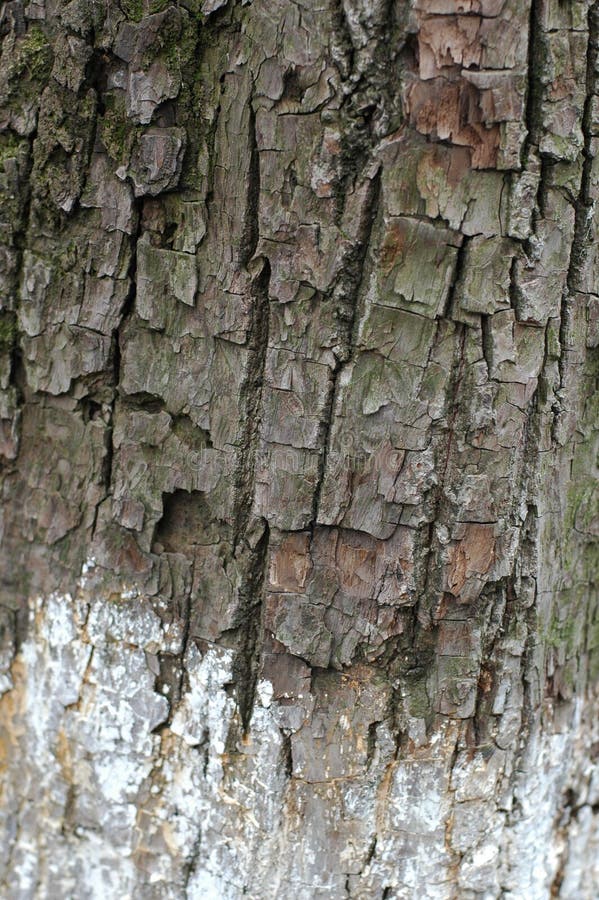 The tree bark, and the sun and rain, unique texture, useful background. The tree bark, and the sun and rain, unique texture, useful background