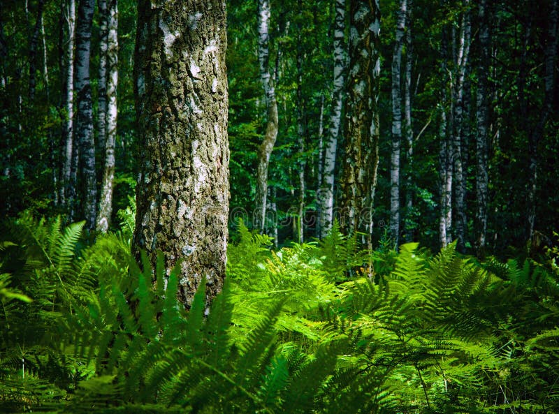 skog skog