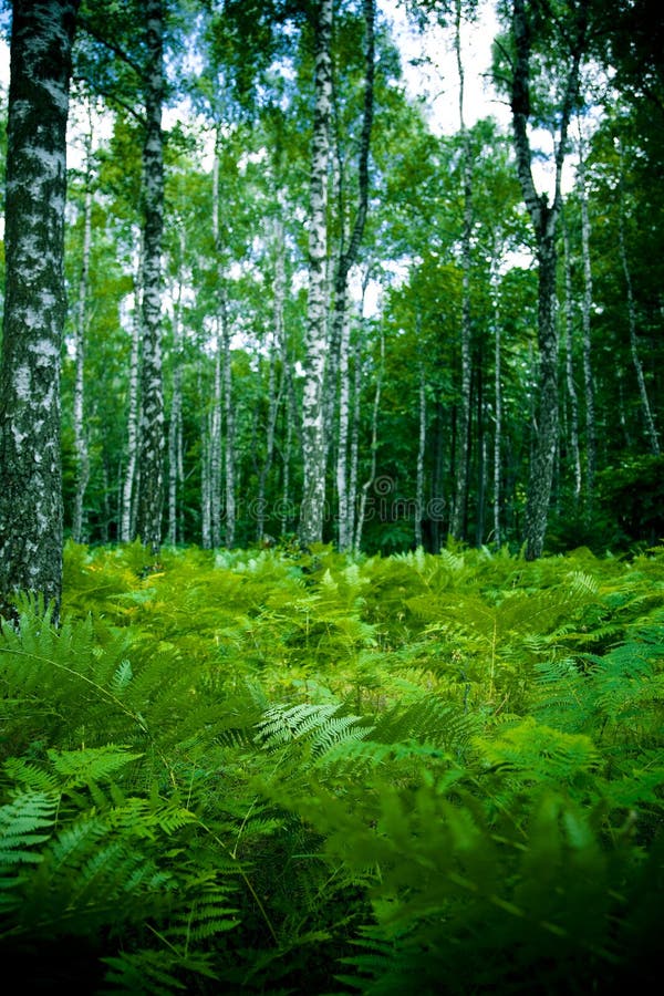 skog arkivfoton skog arkivfoton