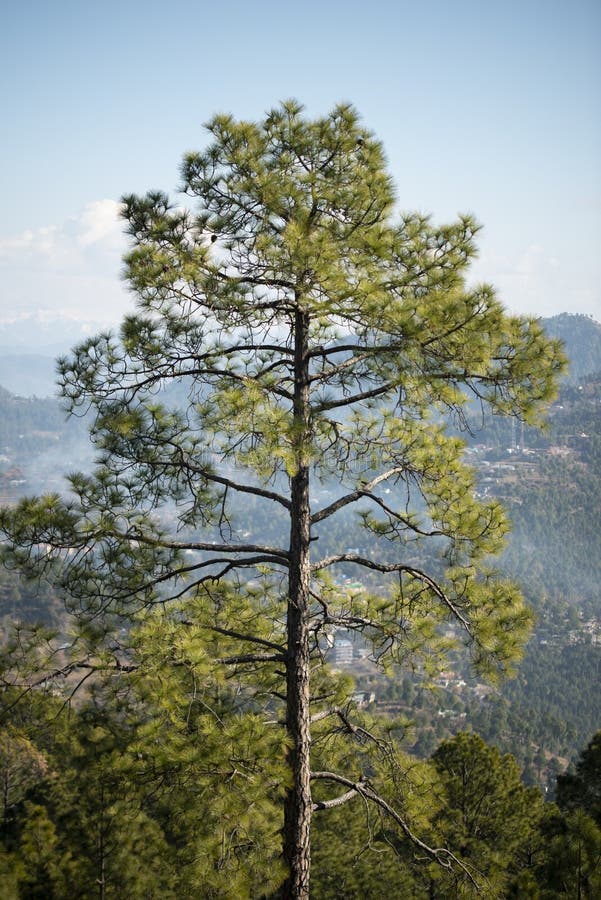 Skog av gröna pinjeträd på bergssidan. Skog av gröna pinjeträd på bergsbladsträd i skogen