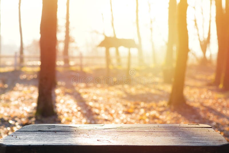 Skog i magisk och härlig höstbakgrund för höst, ektabell i förgrunden, kopieringsutrymme arkivbild Skog i magisk och härlig höstbakgrund för höst, ektabell i förgrunden, kopieringsutrymme arkivbild
