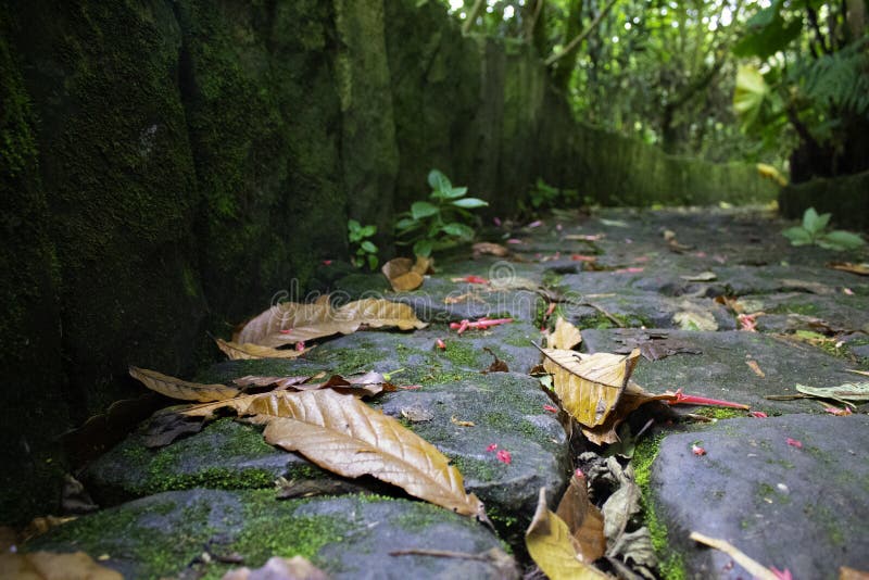 Skog och blad royaltyfria foton Skog och blad royaltyfria foton