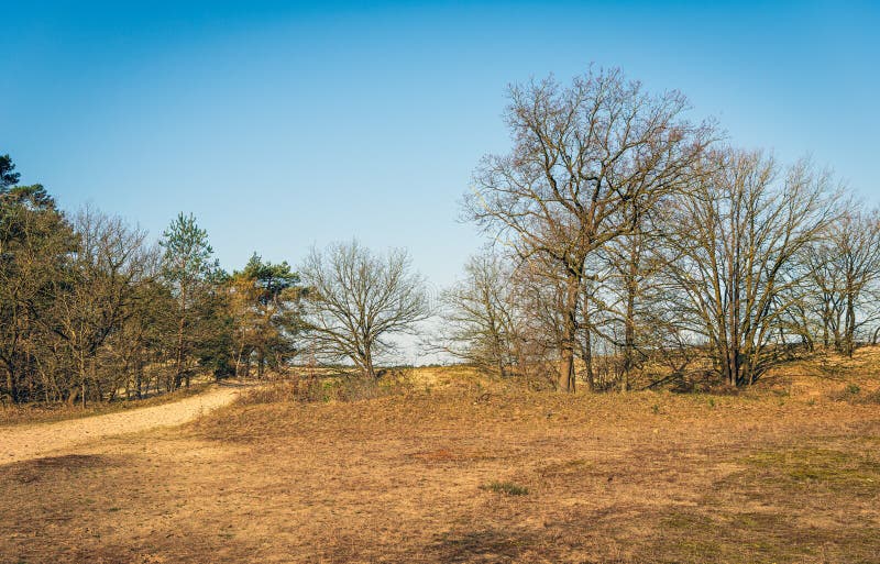 Skog och heathland i b?rjan av v?rs?songen i Nederl?nderna royaltyfri foto Skog och heathland i b?rjan av v?rs?songen i Nederl?nderna royaltyfri foto