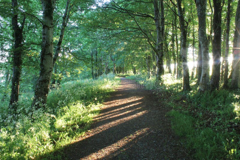 Skogbana, otta, Irland royaltyfria foton Skogbana, otta, Irland royaltyfria foton