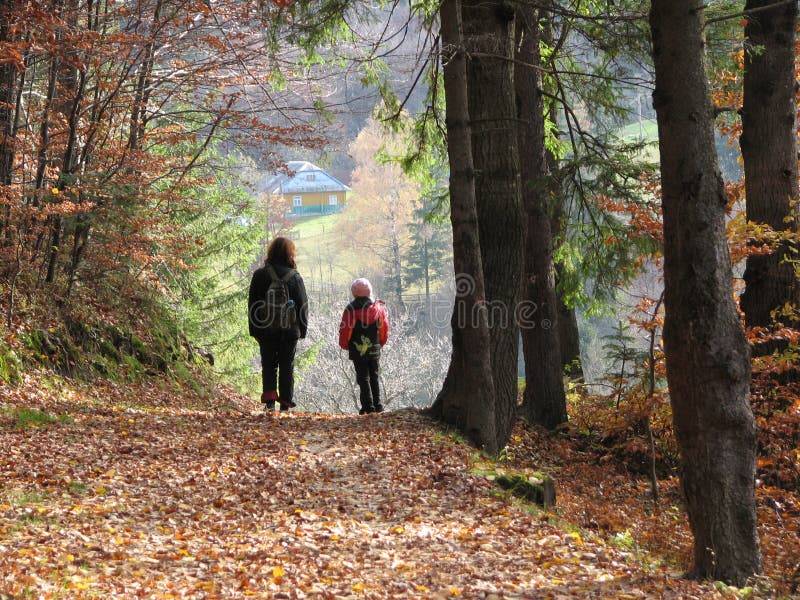 skogen går royaltyfri fotografi skogen går royaltyfri fotografi