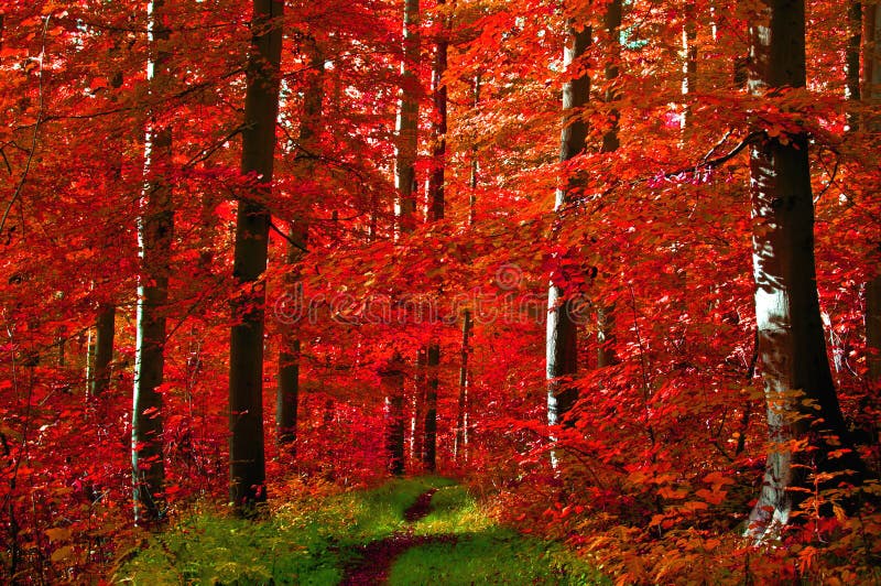 skogen låter vara red fotografering för bildbyråer skogen låter vara red fotografering för bildbyråer