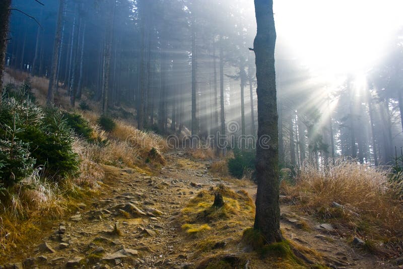 skogmist arkivbilder skogmist arkivbilder