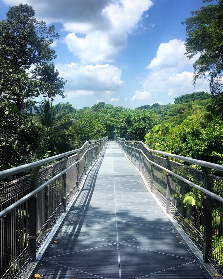 Skogpromenad i den tropiska skogen i singapore februari 2019 arkivfoton