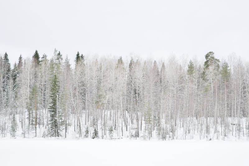 skogrussia vinter royaltyfri foto skogrussia vinter royaltyfri foto