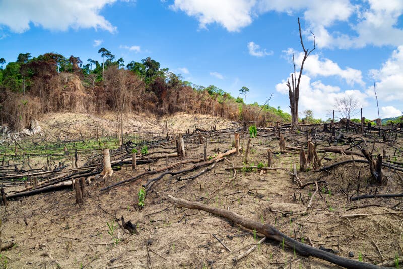 Skogsavverkning i Filippinerna