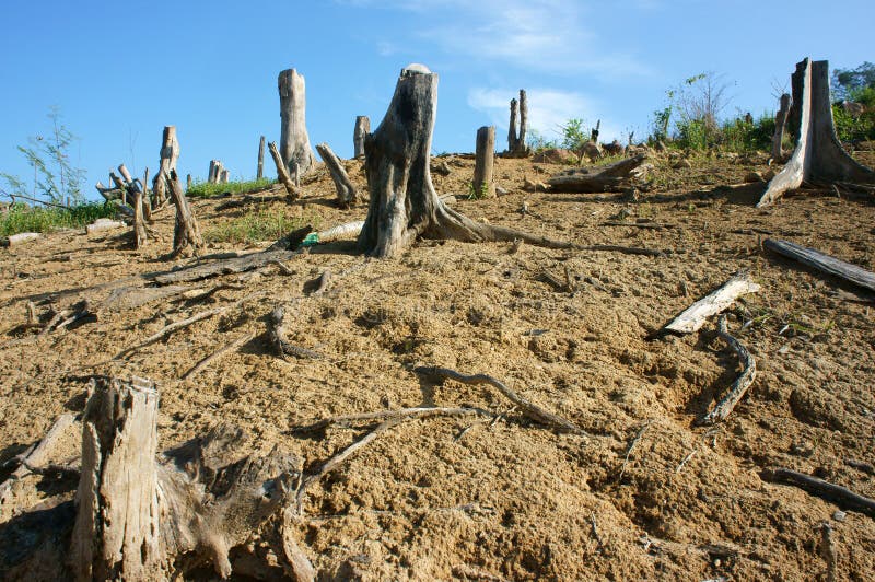 Deforestation at Vietnam countryside, stump solitary, jungle damaged, make change climate, living environment is narrow, this is global problem, desolate landscape on day with dry tree. Deforestation at Vietnam countryside, stump solitary, jungle damaged, make change climate, living environment is narrow, this is global problem, desolate landscape on day with dry tree