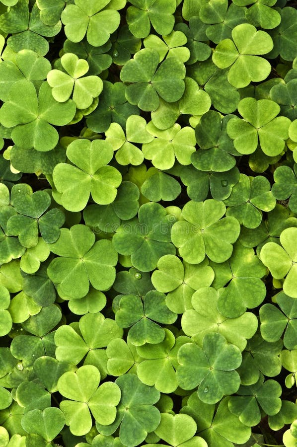 Closeup of the mountain woodsorrel with water drops. Closeup of the mountain woodsorrel with water drops