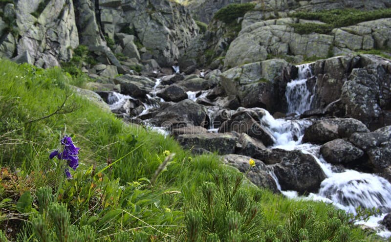 Skok waterfall, Slovakia, flower Delphinium oxysepalum ( alpine bell)