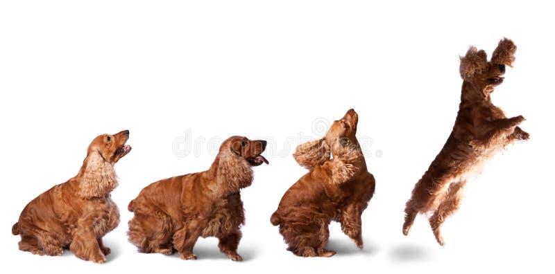 skokowy kokera spaniel fotografia royalty free skokowy kokera spaniel fotografia royalty free