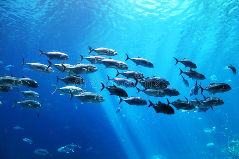 Skola av fisken som är undervattens- på ett akvarium royaltyfri bild