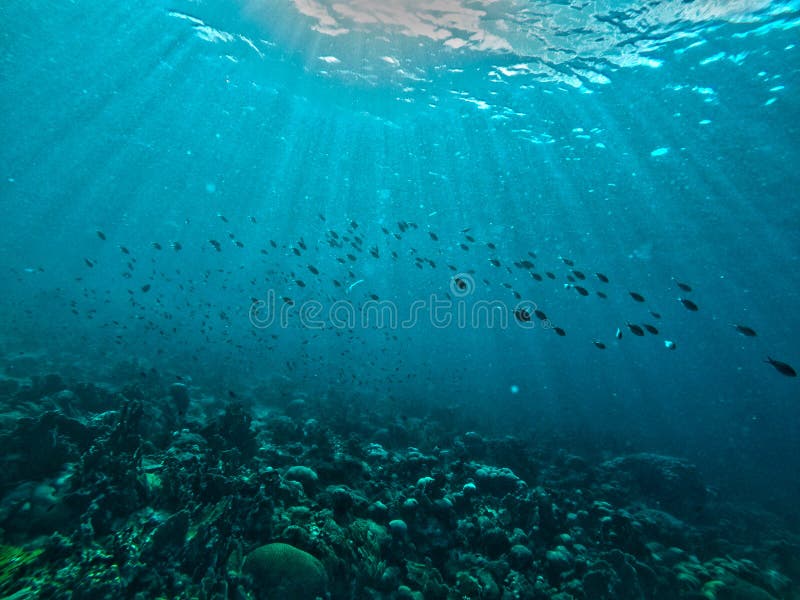 Skolor av fisken i det curacao havet royaltyfri foto Skolor av fisken i det curacao havet royaltyfri foto