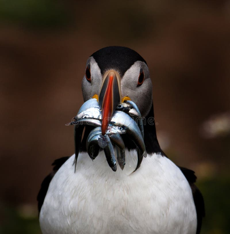 Skomer Island