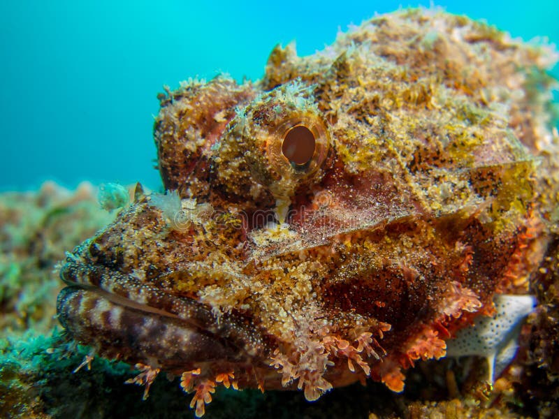 Skorpions-Fische schließen herauf Schuss des Gesichtes mit Hintergrund des blauen Wassers lizenzfreies stockbild Skorpions-Fische schließen herauf Schuss des Gesichtes mit Hintergrund des blauen Wassers lizenzfreies stockbild