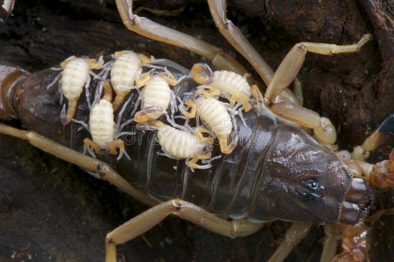 Skorpionschätzchen