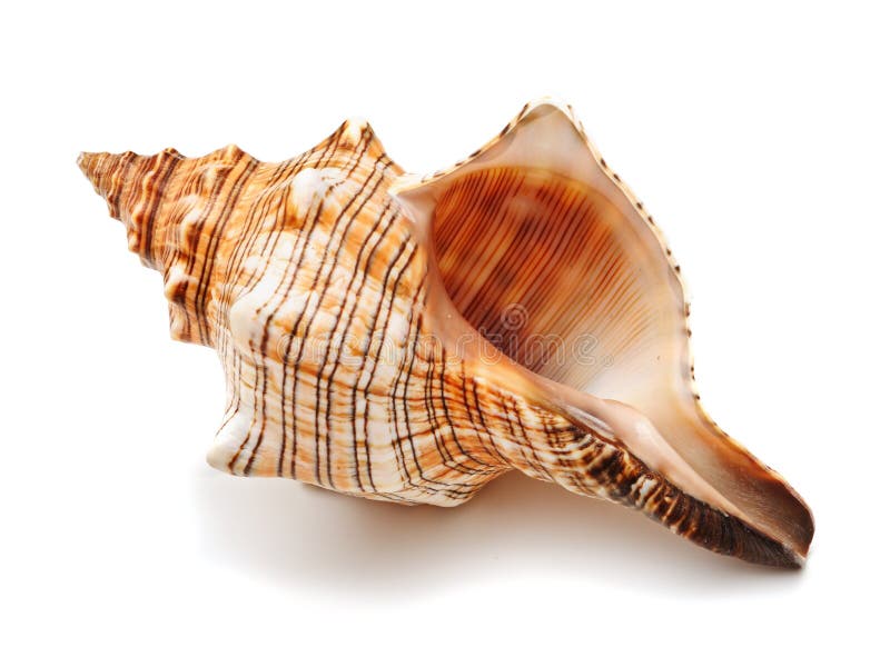 Sea shell isolated on white. Sea shell isolated on white