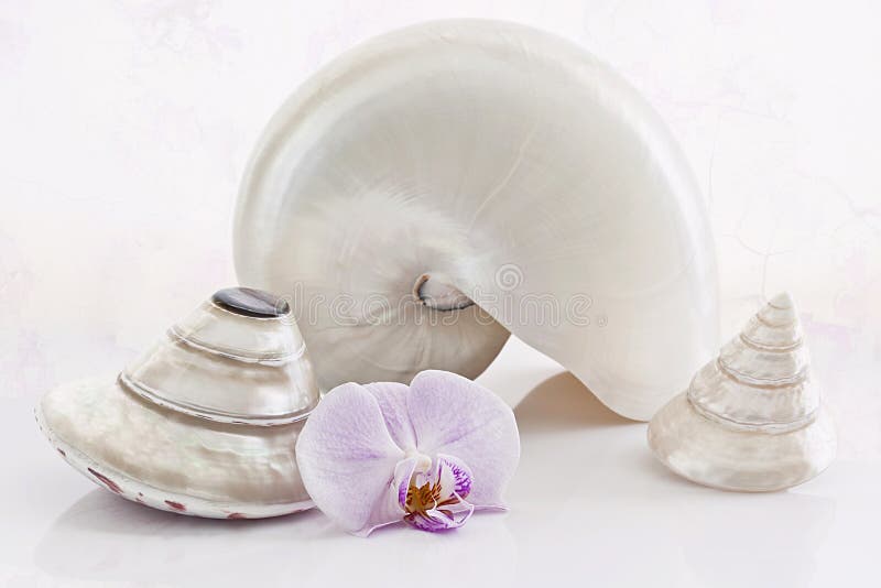 Skorupy i orchidls zdjęcia stock Skorupy i orchidls zdjęcia stock
