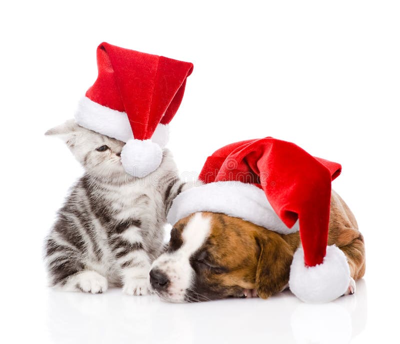 Skotsk kattunge och liten valp med den santa hatten isolerat arkivbild
