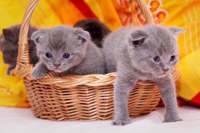 Skotte-raksträcka gråa härliga katter fotografering för bildbyråer Skotte-raksträcka gråa härliga katter fotografering för bildbyråer