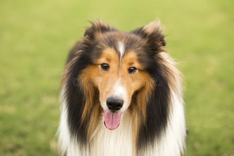 Skottland herdehund arkivbild Skottland herdehund arkivbild
