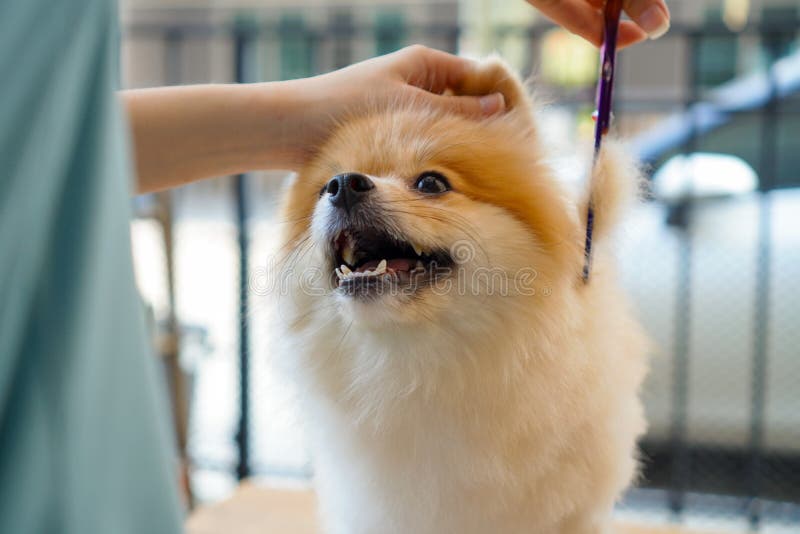Skramning, en husdjursägare som försöker klippa håret på pomeransk hund med sax som står på ett träbord