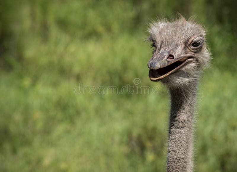 skratta ostrich royaltyfria bilder skratta ostrich royaltyfria bilder