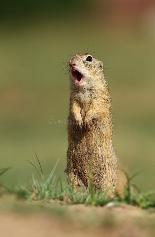 Cute wild ground squirrel standing and screaming. Cute wild ground squirrel standing and screaming