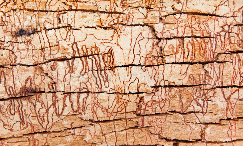 Skrobaniny drzewnej barkentyny tekstura