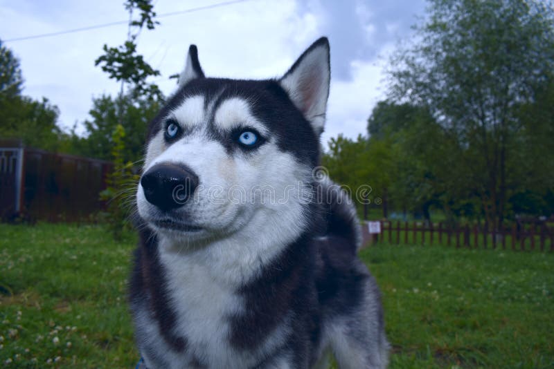 Skrovlig hund i trädgården fotografering för bildbyråer Skrovlig hund i trädgården fotografering för bildbyråer