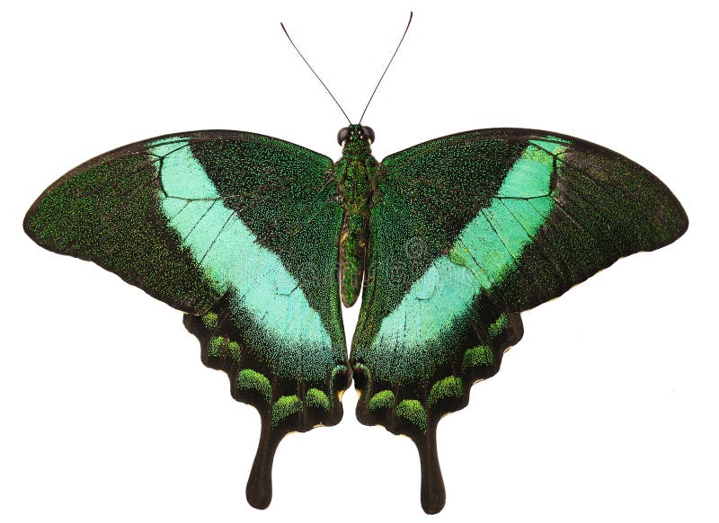 The green-banded peacock butterfly, or emerald swallowtail, Papilio palinurus, from the Philippines isolated on white background with its wings open. The butterfly has tails and green stripes on wings. The green-banded peacock butterfly, or emerald swallowtail, Papilio palinurus, from the Philippines isolated on white background with its wings open. The butterfly has tails and green stripes on wings