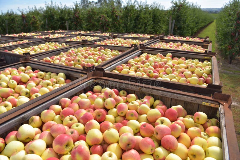 Apple harvest - crates of fresh apples for transport and sale - closeup photo. Apple harvest - crates of fresh apples for transport and sale - closeup photo